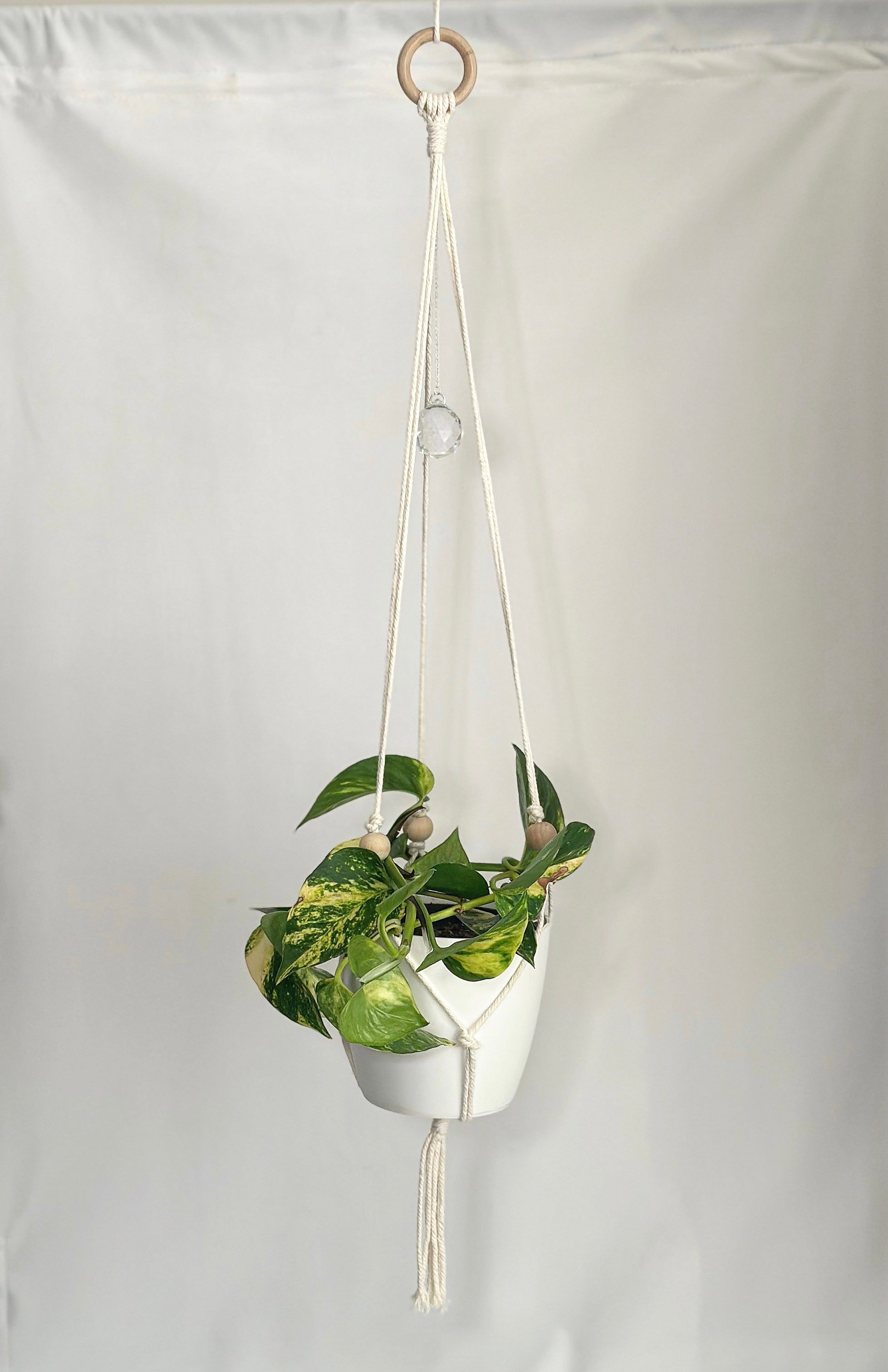 Suncatcher / plant hanger 2024